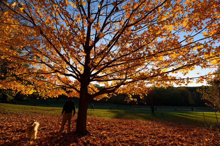 Photo for Windsor Terrace - NYC
